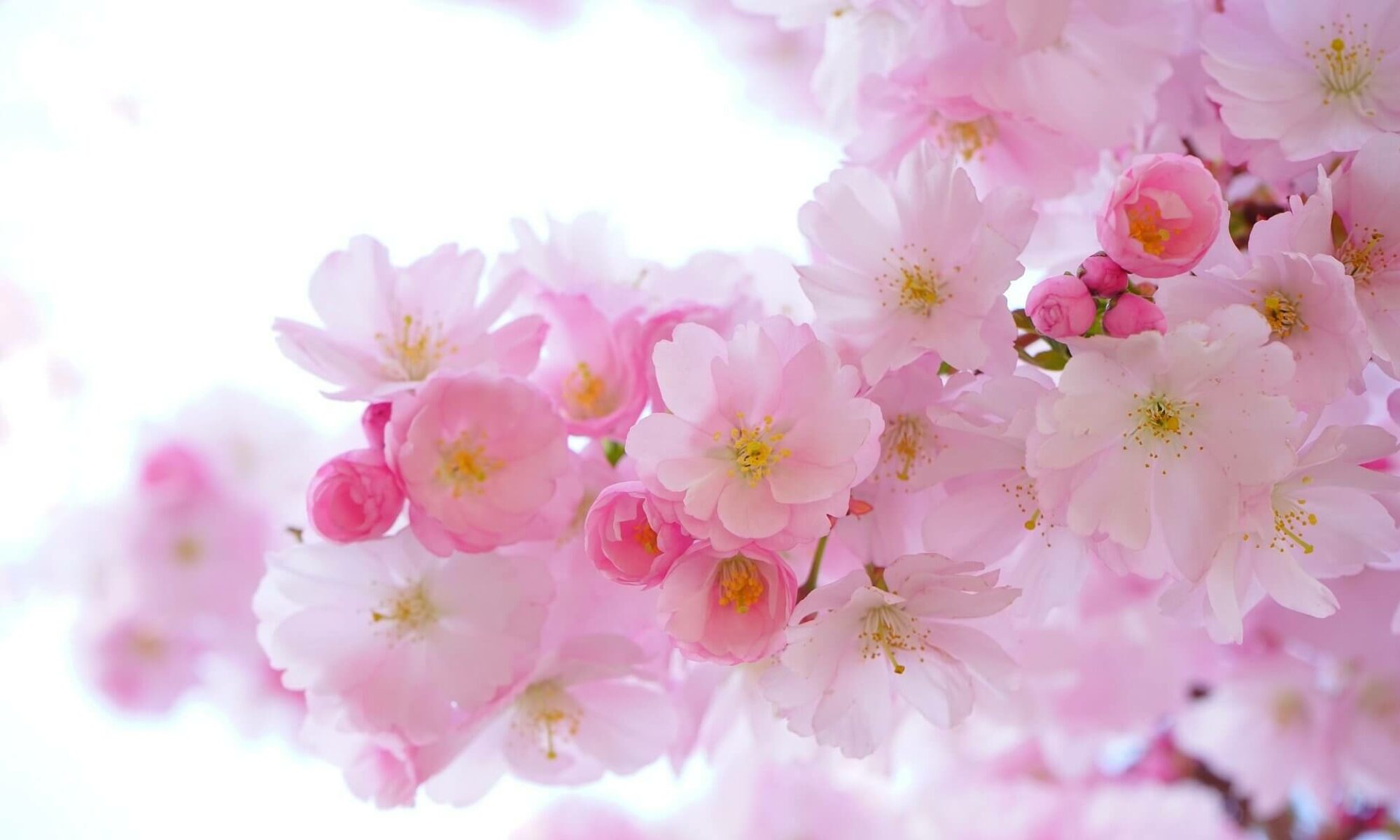 fleurs de cerisier, douceur et bienveillance