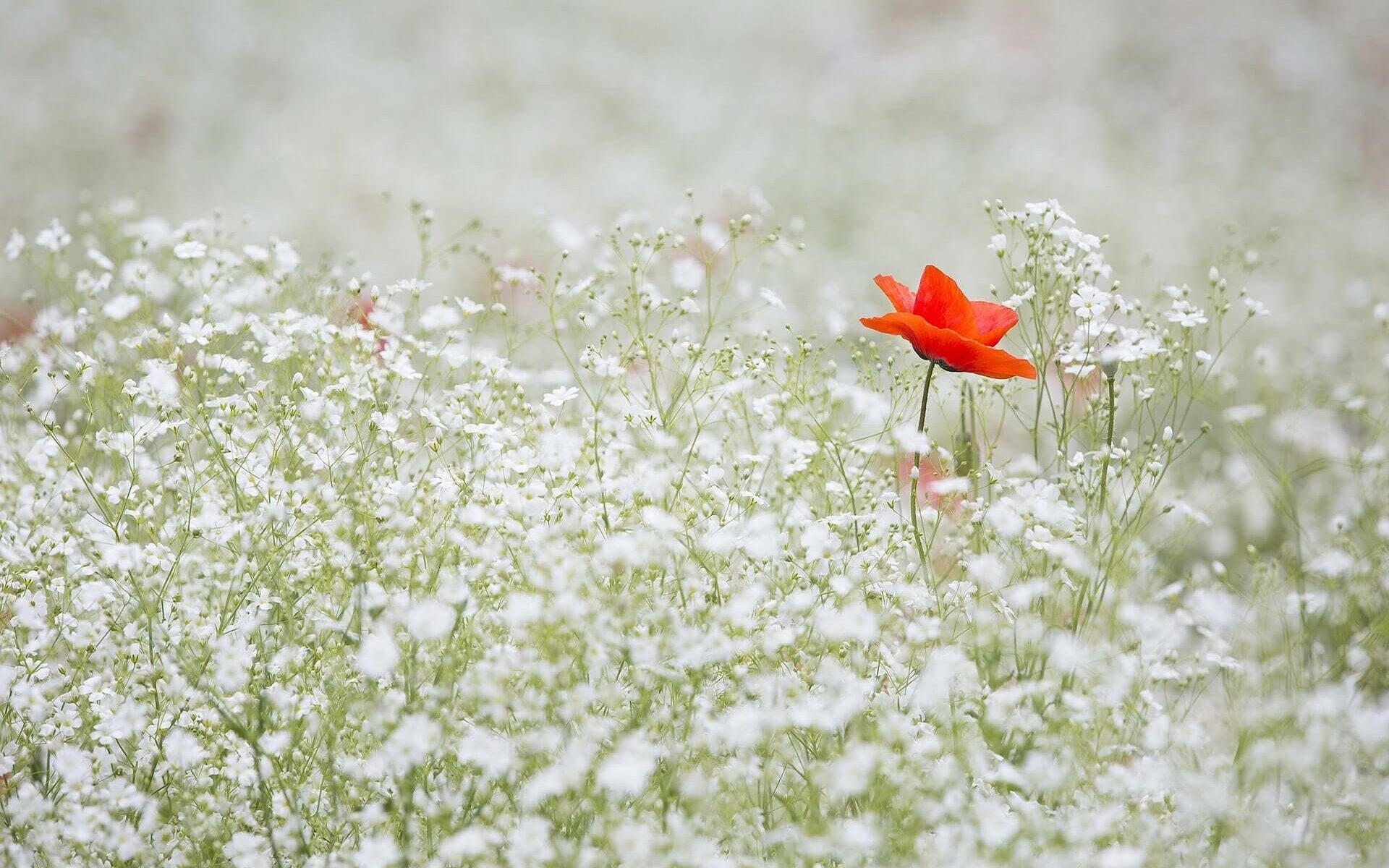 le coquelicot doux comme ghislain wilczenty naturopathe reflexologue et dieteticien montpellier